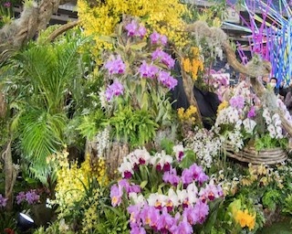 世界最大級の蘭の祭典「世界らん展」で見つけた絢爛豪華な蘭まとめ
