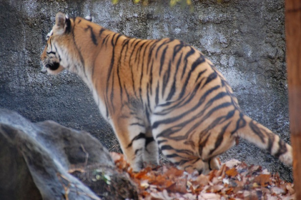 画像6 14 旭山動物園 色 形 出し方などウンチを知れば動物が見えてくる ウォーカープラス