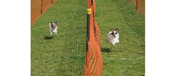 【写真】見よ！ワンちゃんたちの雄姿