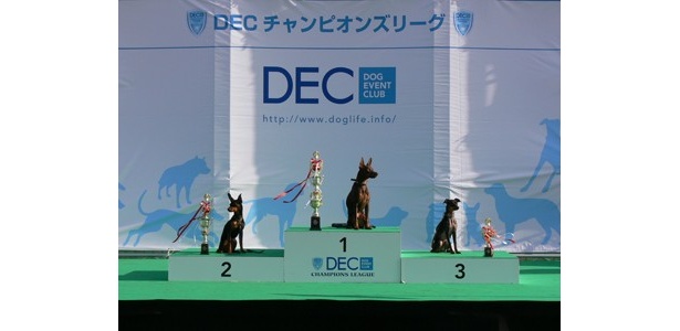 DECチャンピオンズリーグの模様