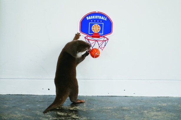 【写真を見る】バスケットボールをするキュートなカワウソ