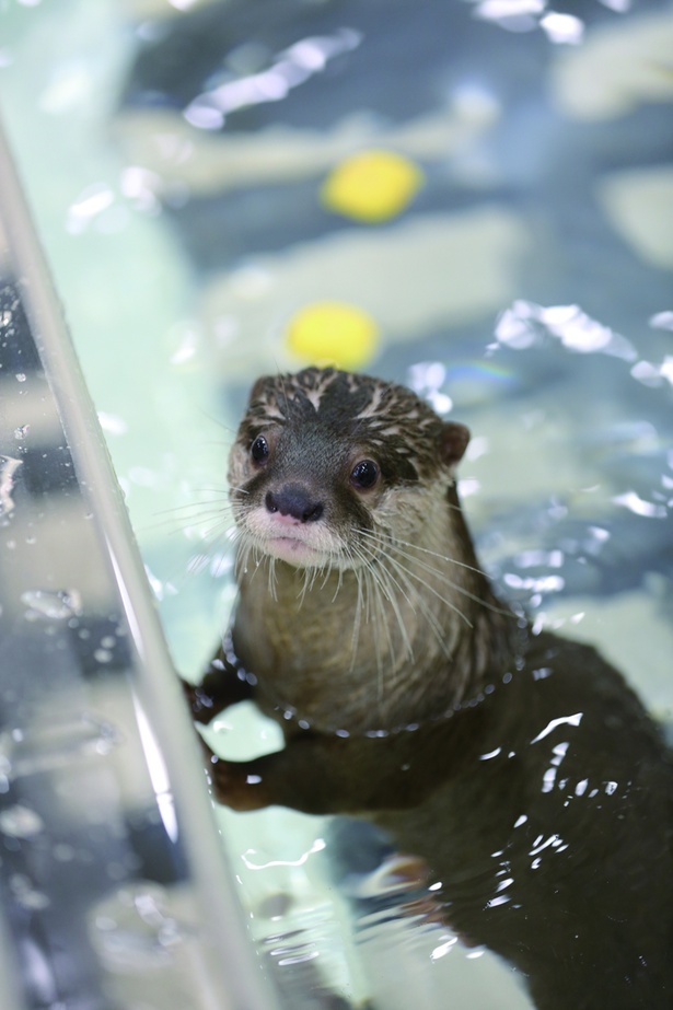 カワウソは水遊びが大好き！