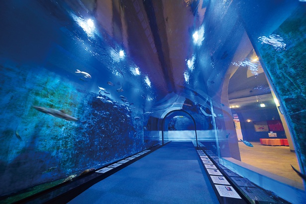 越前沖に生息する魚を展示するトンネル型の水槽、海遊歩道。一面ブルーの世界は癒し度満点