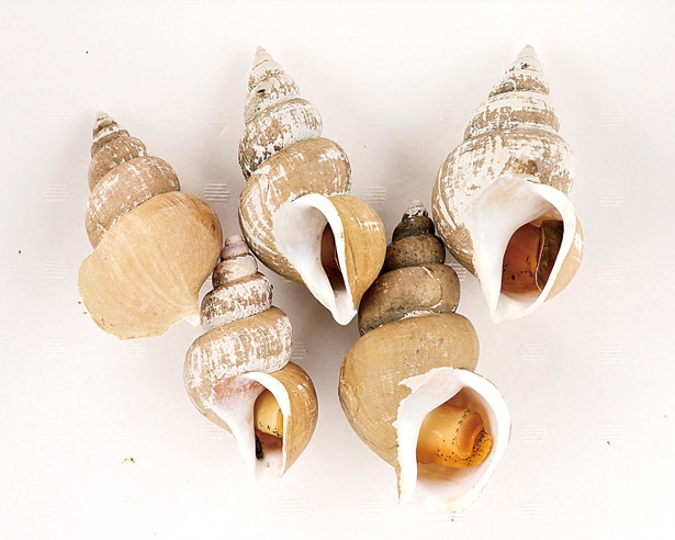 オススメお土産 バイ貝(500円) 通年ある北陸産のバイ貝は、茹でて下処理済み。