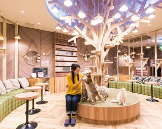 ネコからインテリアまで！カワイイづくしの「猫カフェ MOCHA 心斎橋店」で究極の癒されソロタイム
