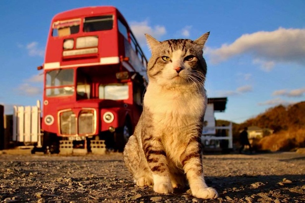 画像4 10 写真特集 2月22日は 猫の日 旅猫 ニャン吉 の最新ショットが到着 ウォーカープラス