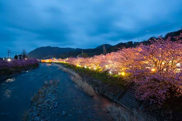 画像4 4 本州有数の早咲き 河津桜 河津桜まつり で見頃の桜を愛でよう ウォーカープラス