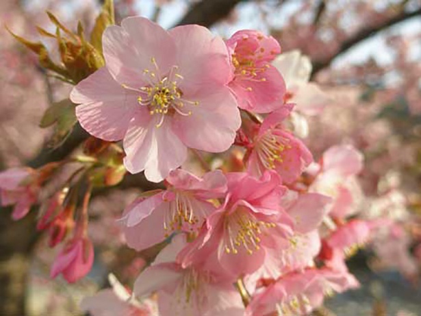 画像2 4 本州有数の早咲き 河津桜 河津桜まつり で見頃の桜を愛でよう ウォーカープラス