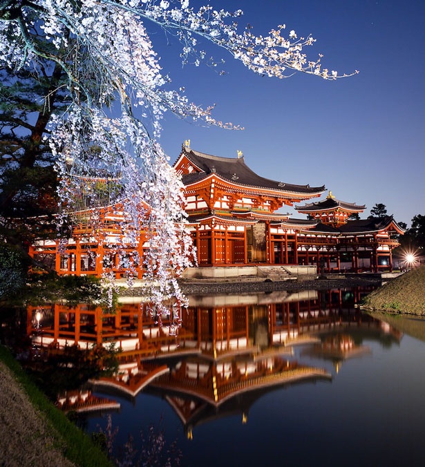 京都 平等院でライトアップされた桜と鳳凰堂の共演にうっとり ウォーカープラス