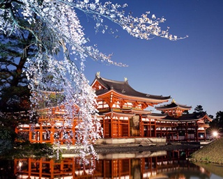 京都・平等院でライトアップされた桜と鳳凰堂の共演にうっとり！
