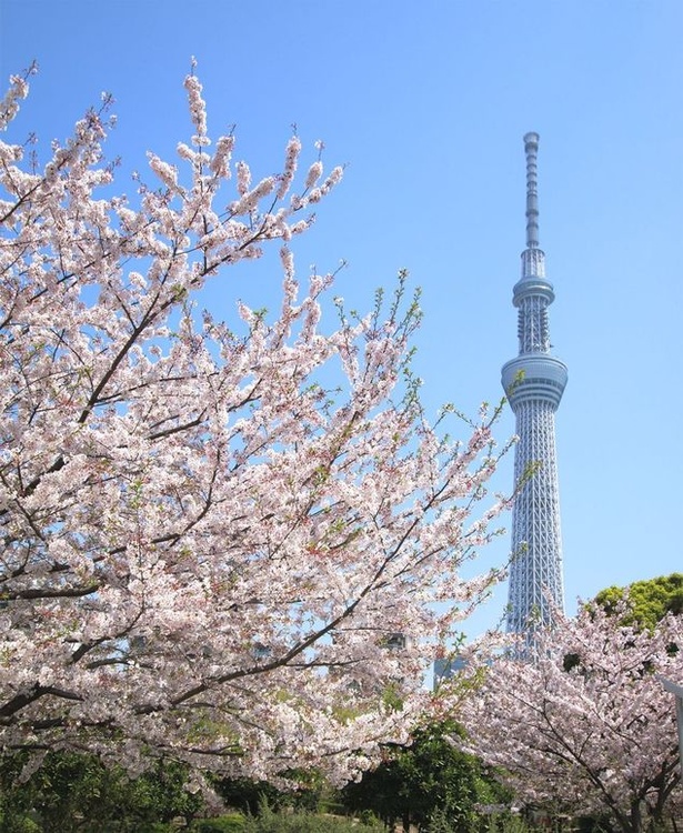 画像3 5 春直前 東京の最新桜開花時期予想 人気桜スポットをチェック ウォーカープラス