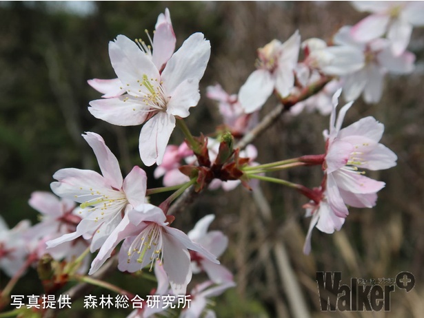 100年ぶりの新種と期待される クマノザクラ ってどんな桜 発見者に聞いた ウォーカープラス