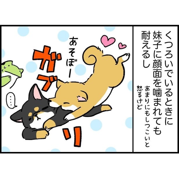 1歳なのにベテラン柴の落ち着きを見せつける犬_2