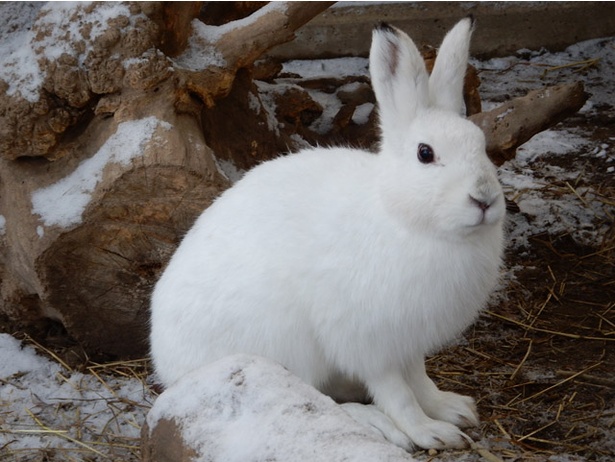 旭山動物園/冬のエゾユキウサギ(撮影時期は11月)