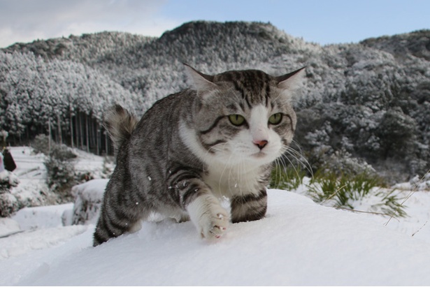 鹿児島県・伊作峠。雪が降ってもパトロールは欠かせない！