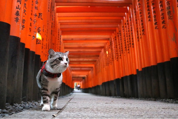 画像14 30 写真特集 キュン死注意 かわいすぎるネコ 旅猫 ニャン吉 と日本の絶景30連発 ウォーカープラス