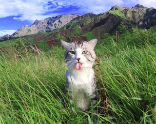 【写真特集】＜キュン死注意＞かわいすぎるネコ“旅猫 ニャン吉”と日本の絶景30連発 