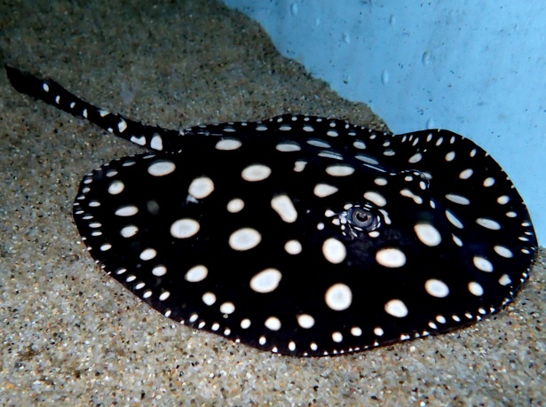 毒をもった危険生物がいっぱい 毒毒毒毒毒毒毒毒毒展 痛 が福岡パルコで開催 ウォーカープラス