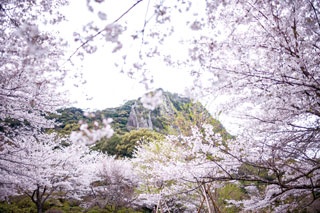 春のインスタ映えイベント！花々が咲き誇る「御船山楽園花まつり2018」が開催