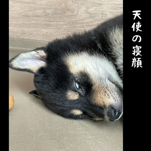 犬との暮らしで子育てとちょっと似てるなぁと思うこと009