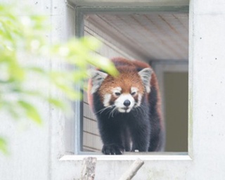 福岡・北九州市民に愛される、自然や動物たちと触れ合える「到津の森公園」