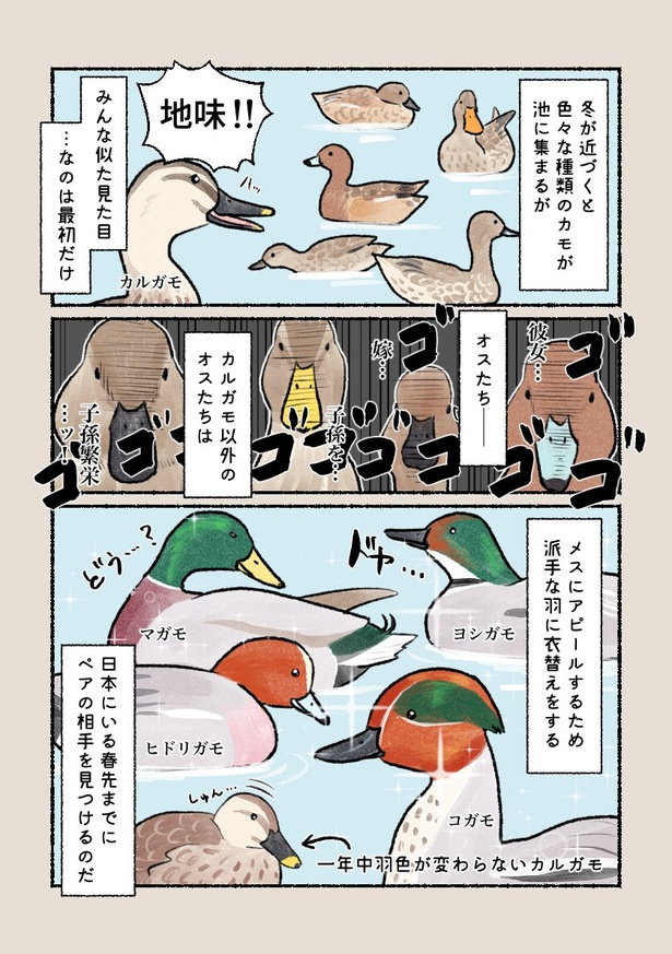 カモ05