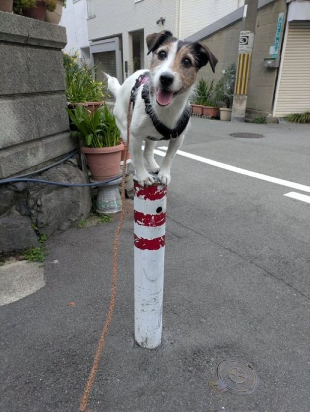 どや！▶食事をしていると、バランスボールに乗って覗きに来るシャーロットちゃん（⇒次へ）