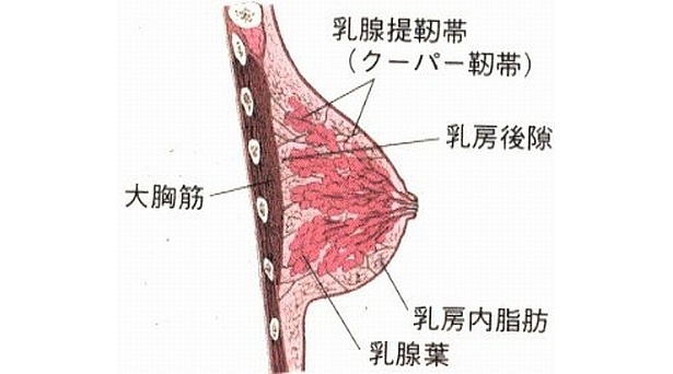 合わない下着をつけていると、バストを支えるクーパー靭帯が伸びるそう