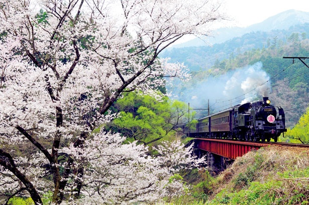 【写真を見る】のんびり旅を楽しみたい人は、大井川鐵道のSL列車に乗るのがおすすめ