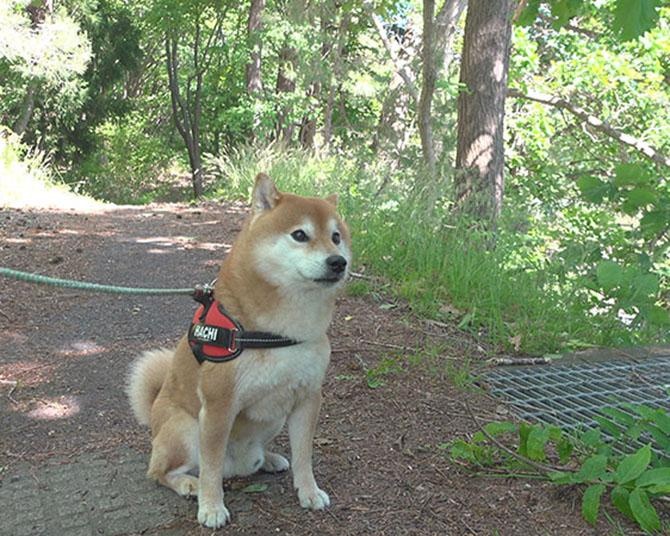 人気柴犬のはちくん、大好きなお散歩中にまさかの生き物に遭遇!?
