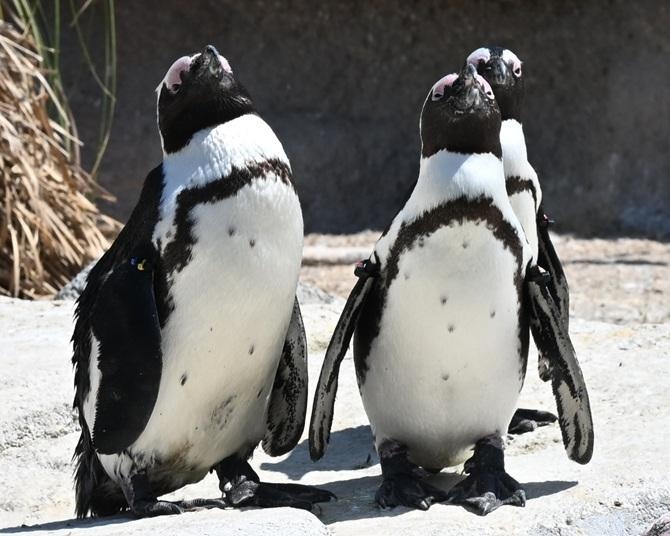 「神戸どうぶつ王国」 でペンギンにサーバル、ハシビロコウ、カピバラ…人気の動物に出合える！雨の日も暑い日も、動物や植物と“ゼロ距離”体験を