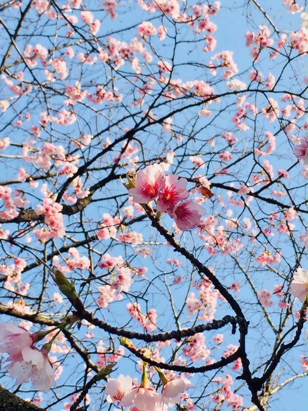 【写真を見る】早咲きの大寒桜はほぼ満開の様子！