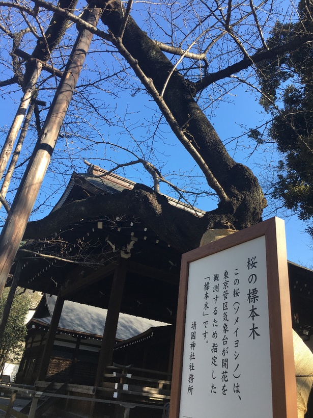 東京の桜が満開に 靖国神社の標本木を見てきた ウォーカープラス