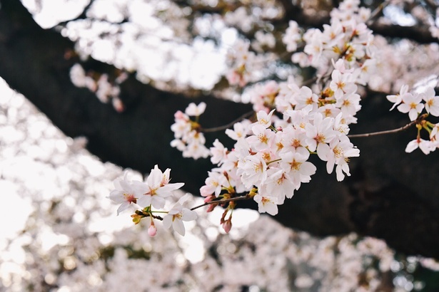 東京の桜が満開に 靖国神社の標本木を見てきた ウォーカープラス
