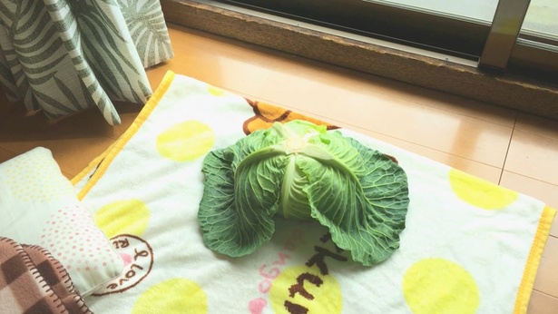 見れば見るほどにキャベツがかわいくなる、“キャベツ愛”に包まれた内容だ