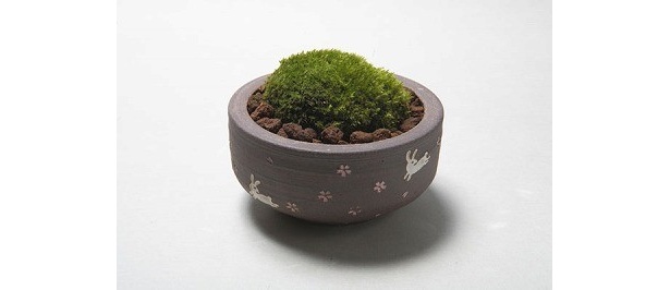 苔玉を入れて風情を楽しむのもおすすめ