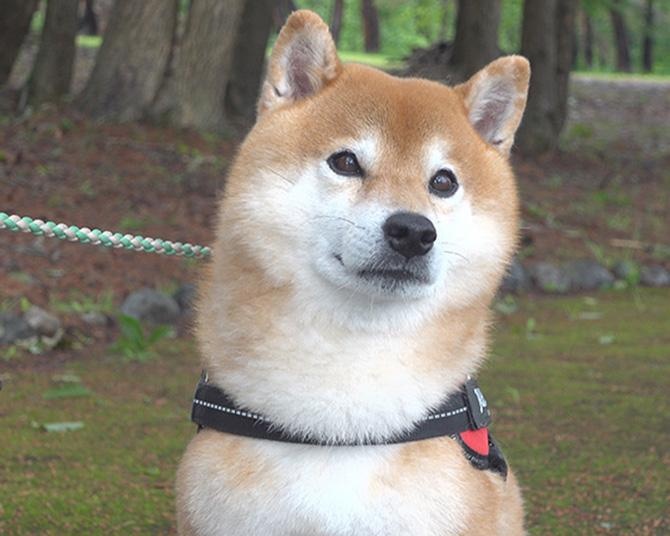柴犬はちくん、雨の合間に出かけたら、“犬猿の仲”のヤツらがいて散歩中断!?