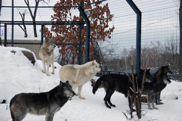 旭山動物園 一匹狼 とはいうけれどオオカミは一匹で暮らさない ウォーカープラス