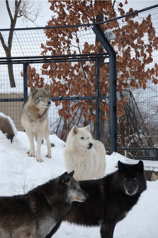 旭山動物園 一匹狼 とはいうけれどオオカミは一匹で暮らさない ウォーカープラス