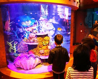 オープン間近！「シーライフ名古屋」「レゴランド・ジャパン・ホテル」内覧会レポート