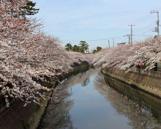 春到来！桜の名所・市川の真間川で桜まつりが初開催