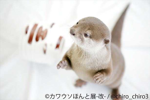 SNS人気カワウソ＆観光大使の“ちぃたん”も！「カワウソほんと展」が3月30日（金）から東京で開催！｜ウォーカープラス