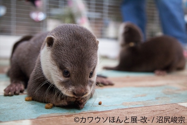 カワウソの知られざる秘密も公開！