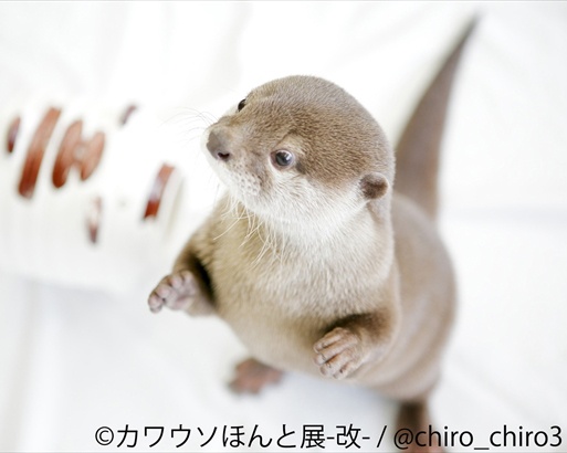 SNS人気カワウソ＆観光大使の“ちぃたん”も！「カワウソほんと展」が3月30日（金）から東京で開催！