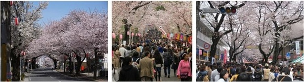 葉桜でも楽しめる！桜の街、千葉・松戸の桜まつり一挙紹介