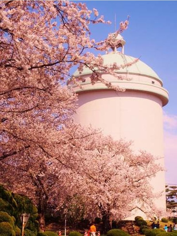 浄水場を一部開放して行われる栗山桜まつり