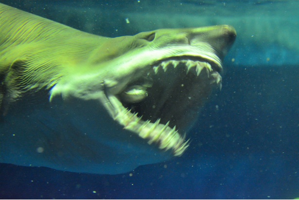 鋭い牙や有毒のトゲなどを持つ危険生物たち。海で出会ったらたまったものではない