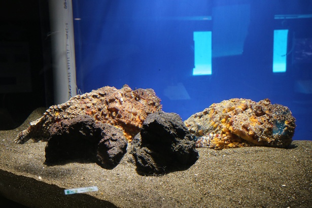 海で会ったら超ヤバイ しながわ水族館に集結した危険生物たち ウォーカープラス