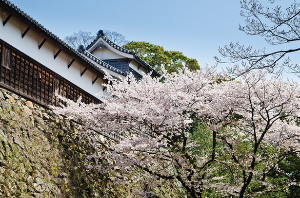 各時代の象徴が重なった歴史ある舞鶴公園でお花見を「舞鶴公園の桜」