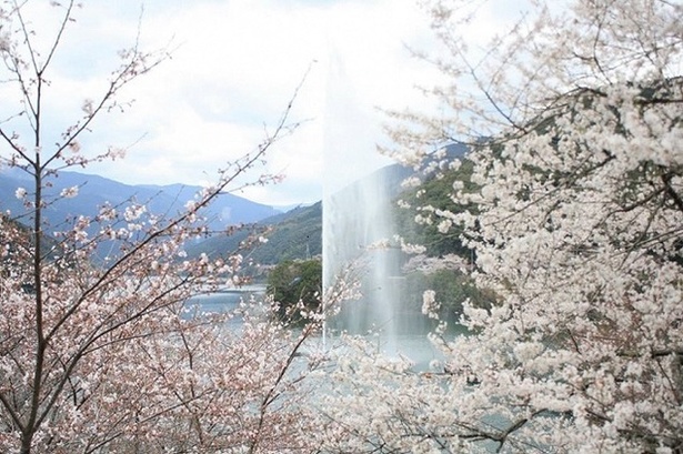 約14kmにわたり桜が咲き誇る熊本県下有数の桜の名所「市房ダム湖周辺の桜」